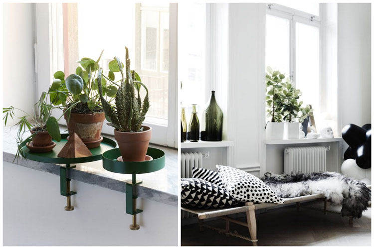 LOOK AFTER YOUR HOUSEPLANTS ON A DAILY BASIS