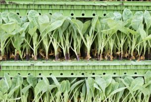 Everything You Should Know About Vertical Farming