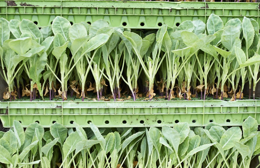 Everything You Should Know About Vertical Farming