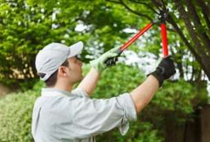 Tips to Hire an Expert to Perform Tree Maintenance
