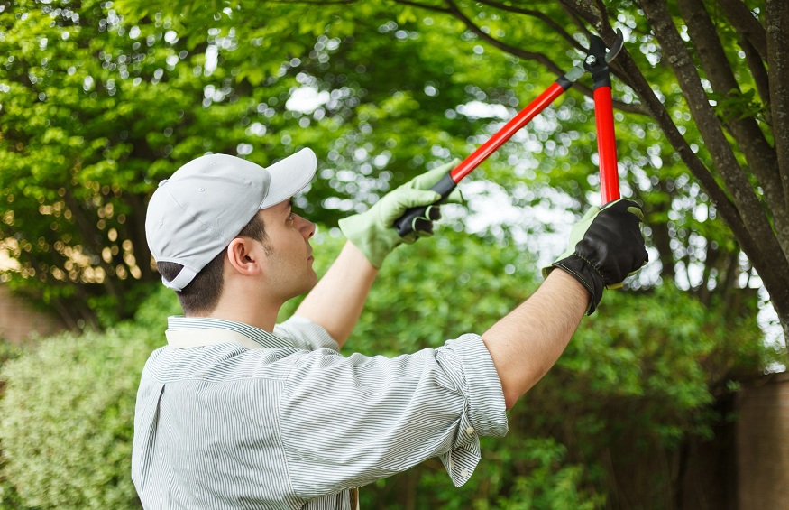 Tips to Hire an Expert to Perform Tree Maintenance