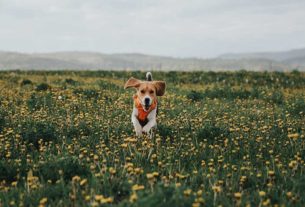 Your Pets Health With CBD
