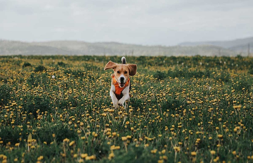 Your Pets Health With CBD