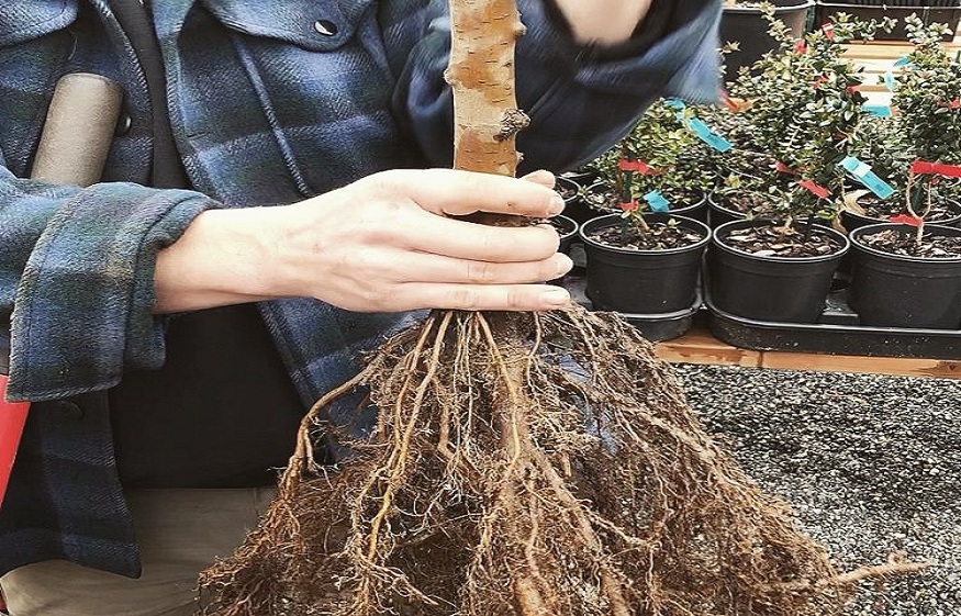 Bare Root trees