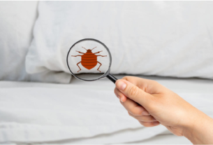 Bed Bug Infestation