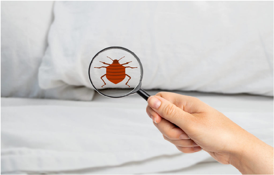 Bed Bug Infestation