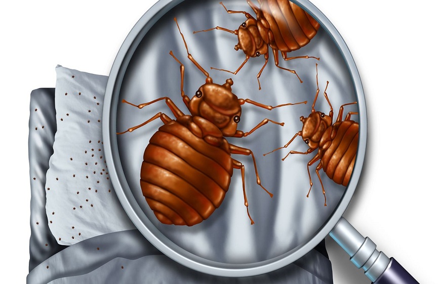 Bed Bug Infestation